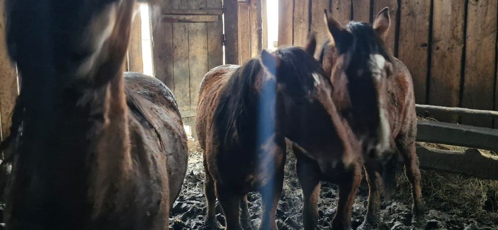 Продам три тая на согым !!