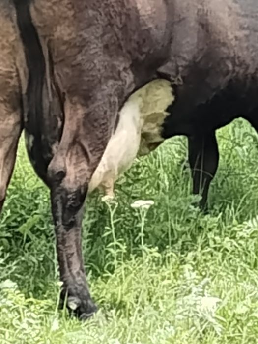 Продам высокоудоиную корову