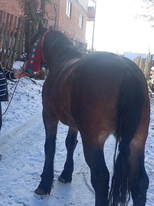 Vând cal de 4 pe 5 ani 1.75 la greabăn