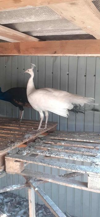 Femelă matură de paun Alb