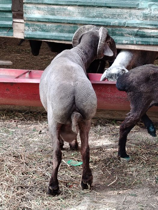 Jangara 2yoshar sotiladi