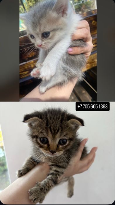 Отдам котят в добрые руки