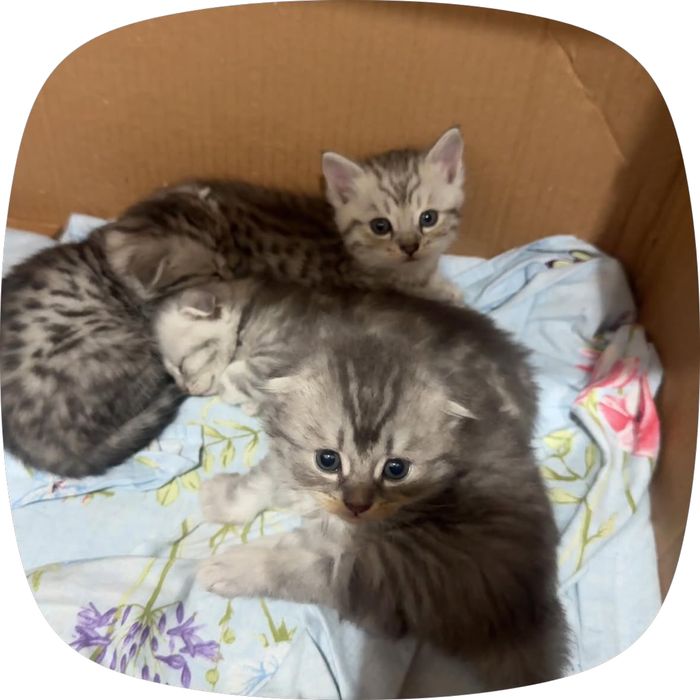 Шотландские котятя