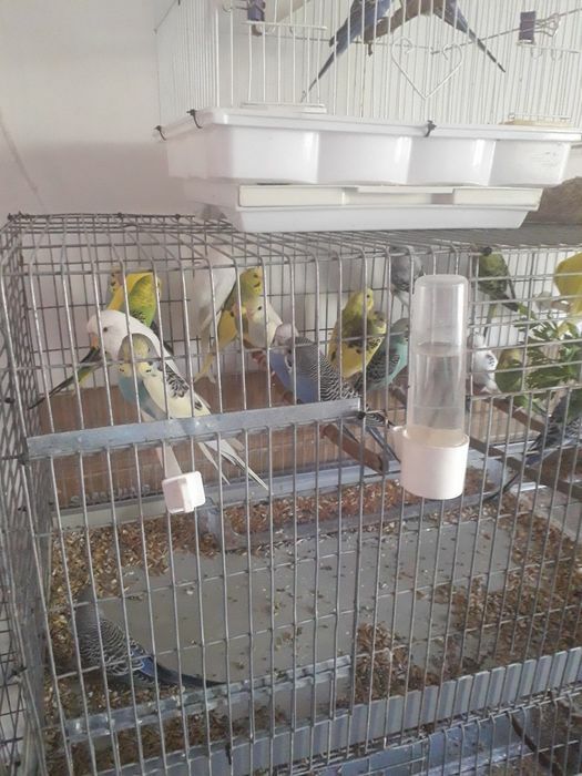 Vând papagali perusi