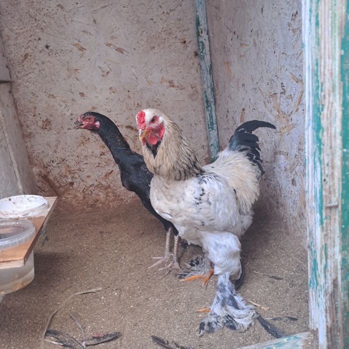 Продам петуха брама