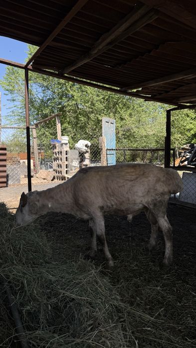 Продам Большого Кочкара