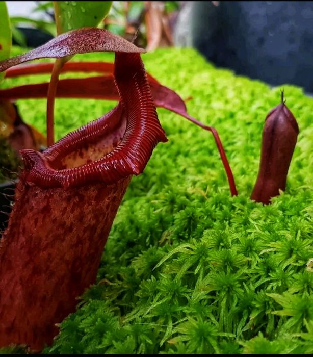 Muschi Sphagnum viu (punga 0.5L/1L)