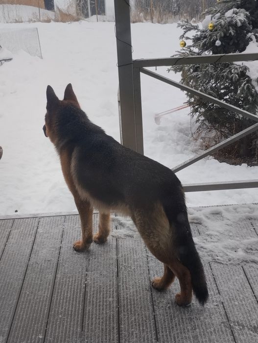 Кабель овчарки ищет подругу