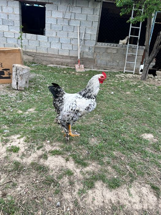 Брама кораздары сатылады срочно