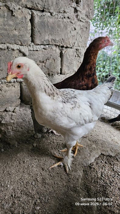 Jojalar sotiladi 3 oylik Jujalar Jo'jalar Цыплята