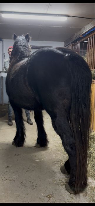 Iapa de 4 ani gestanta