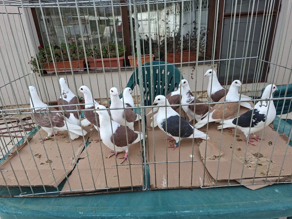 Vand porumbei voiajori capaciti si jucatori de Galati