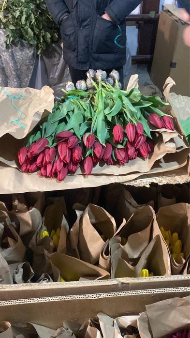 Крупные Тюльпаны