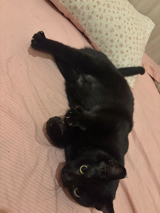 Отдам ласковую кошечку