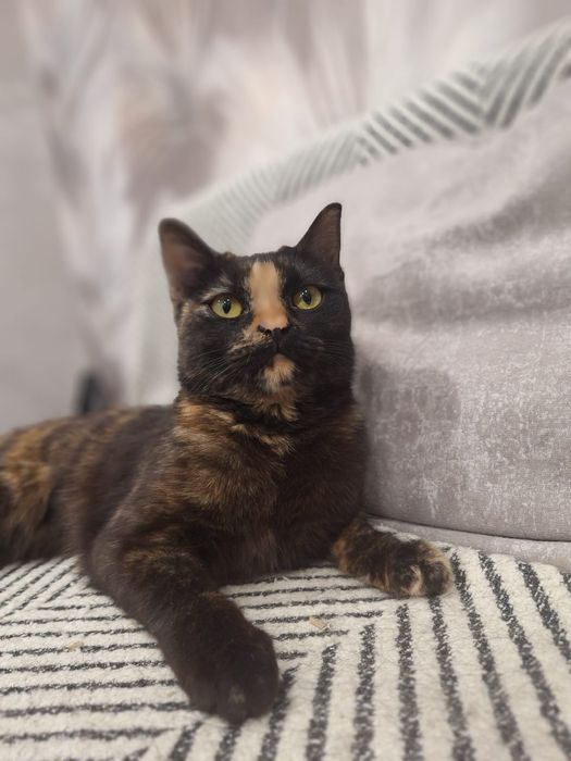 Отдам стерилизованную кошечку