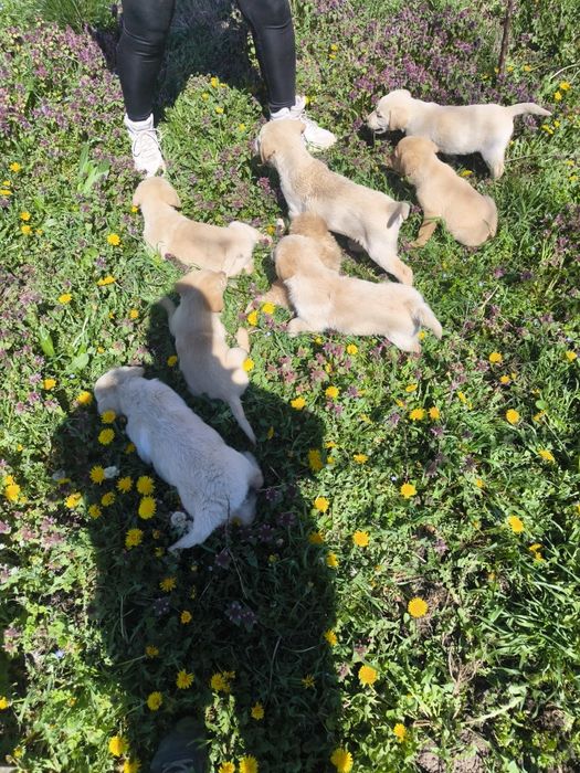 Лабрадор ретривър