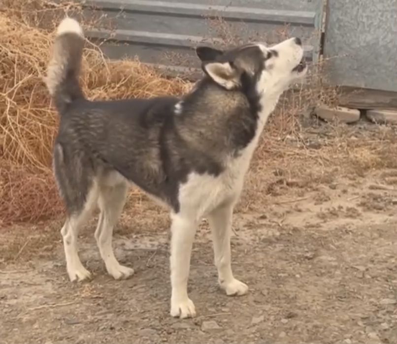 Пропала собака