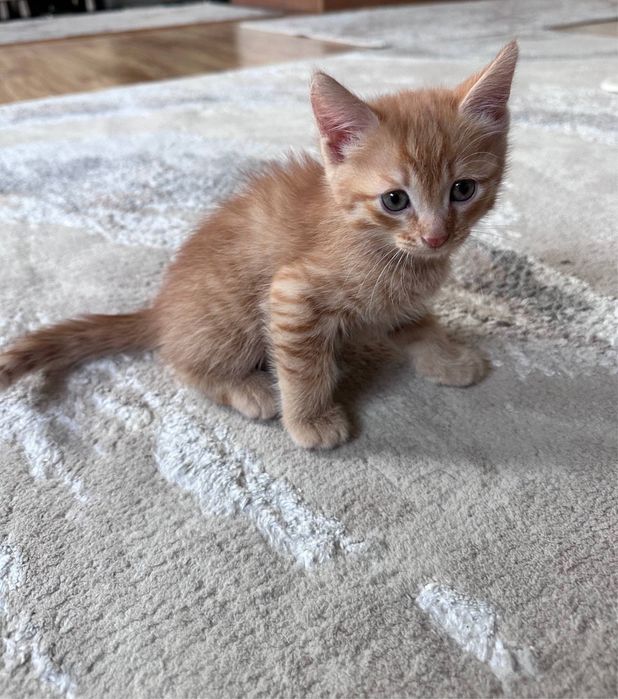 Котята в добрые руки!