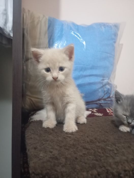 Кошки британские