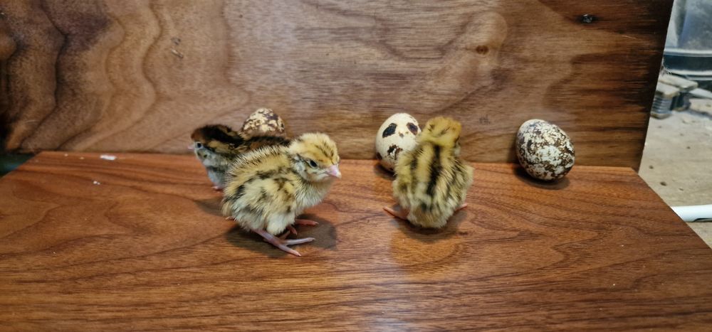 Продам инкубационные яйца перепелов