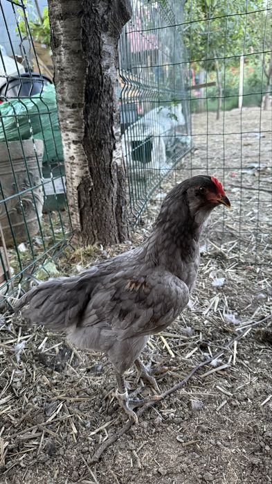 Cocosi Ameraucana