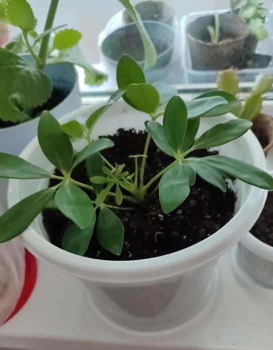 Продам цветочки не дорого