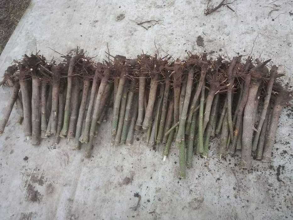 Paulownia Clona Carpatica