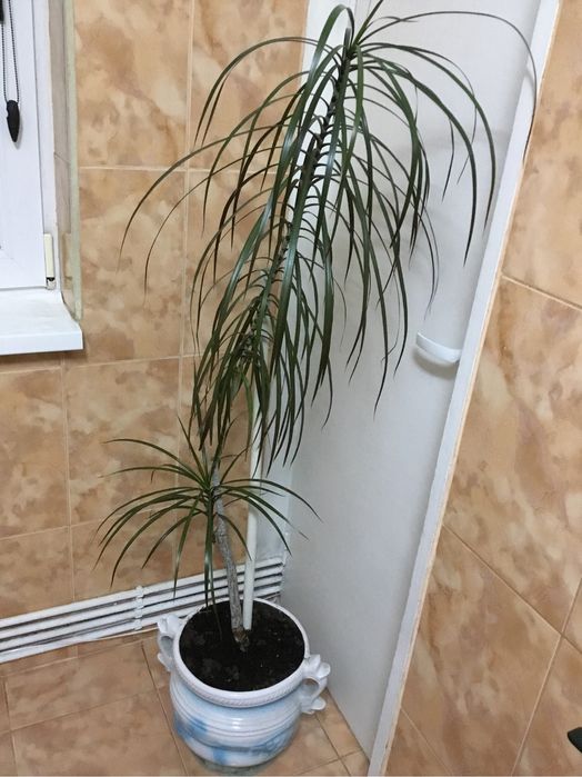 Planta apartament Dracaena marginata, Arborele Dragonului de Madagasca