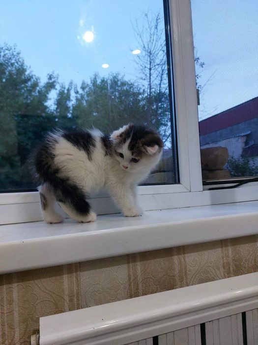 Продается кошечка