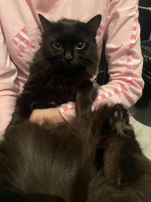 Сибирская кошка ищет дом