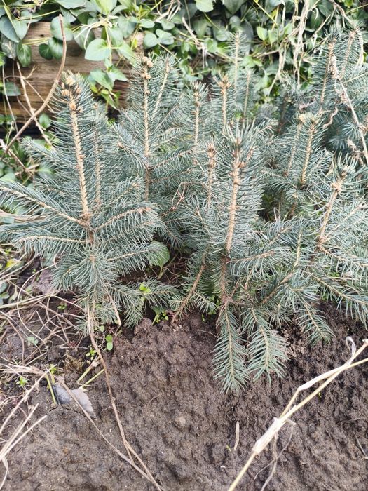 Ko'k archa ko'chatlari