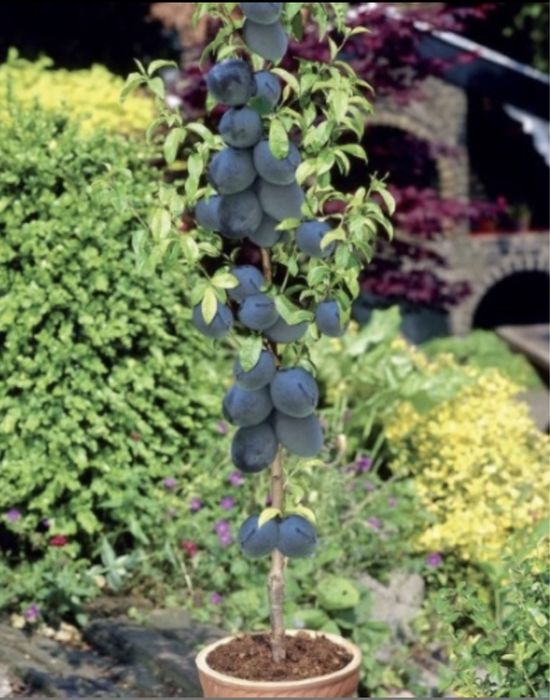 Pomi columnari ( toamna 2024 )