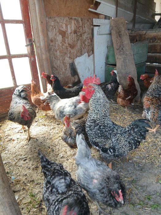 Cocoși de casă   .