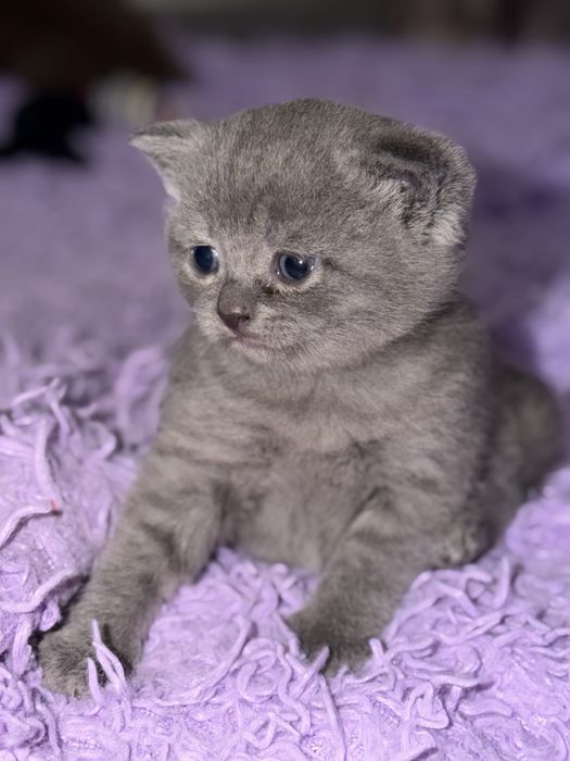 Шотланские котятя
