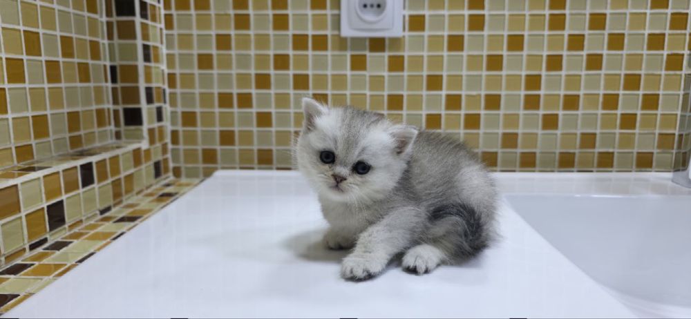 Шиншилла сильвер