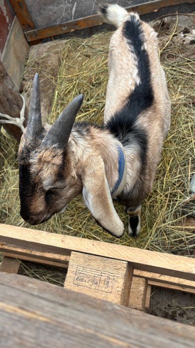 Ешкі козел город алматы