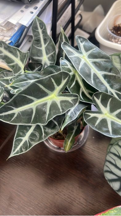 Продается алоказия