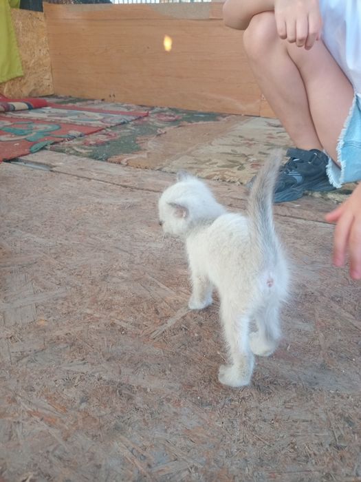 Котёнок бесплатно