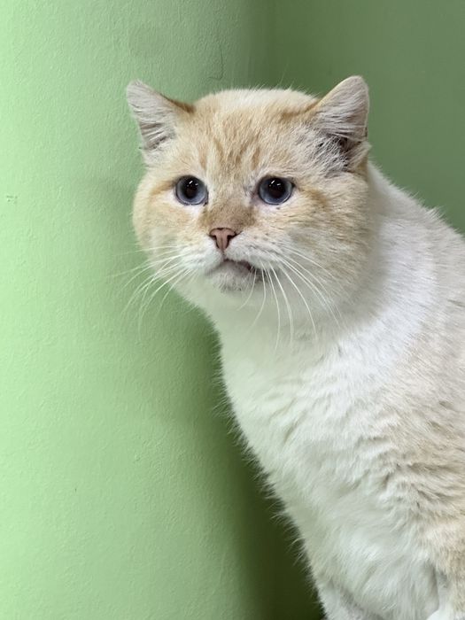 Кот Батон ищет дом