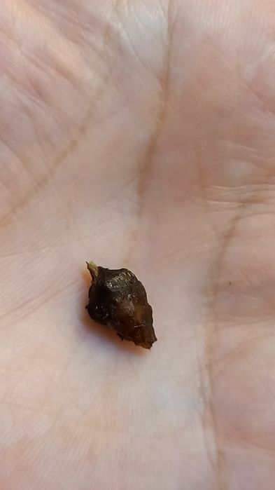 Продажа алоказий