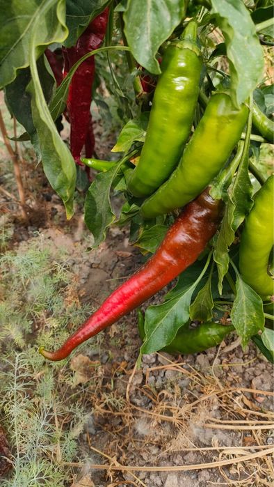 Продам горкии перец