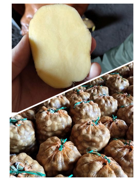 Продажа картофеля