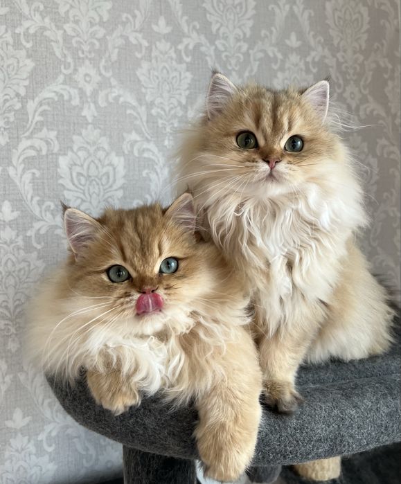 Motanel British golden cu pedigree