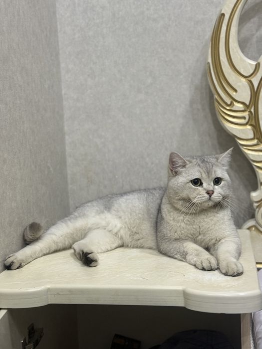 Вязка хизмати !!! Симба  киз мушулани свиданияга таклиф килади