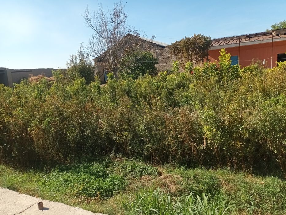 Кучатлар, нихолчалар