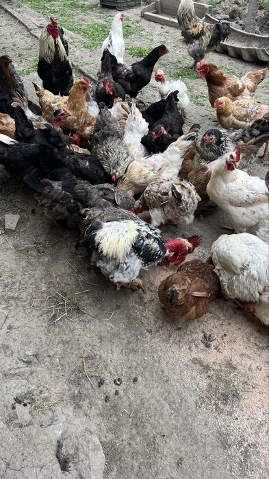 Gaini crescute la țară, hranite natural
