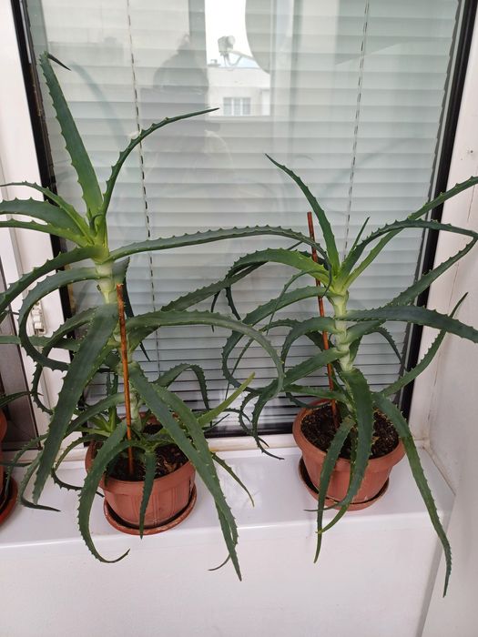 Продавам саксия папрад  огромна Цената е за двете сакии.и лечебно алое