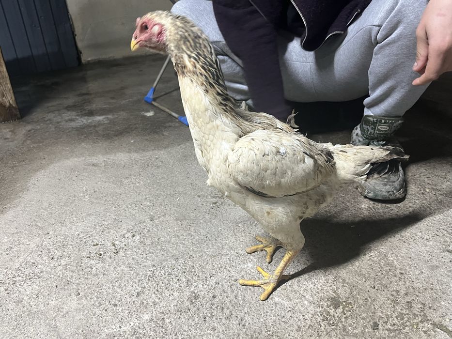 продам курочек.