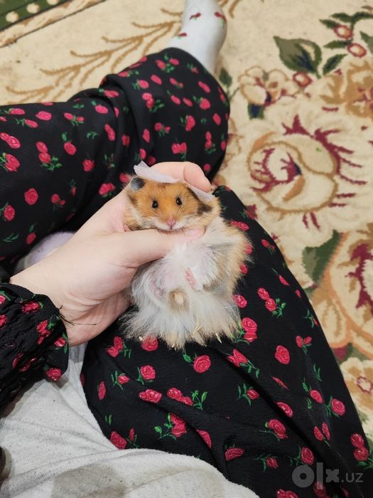 Хомяк пахмоққинамкууу