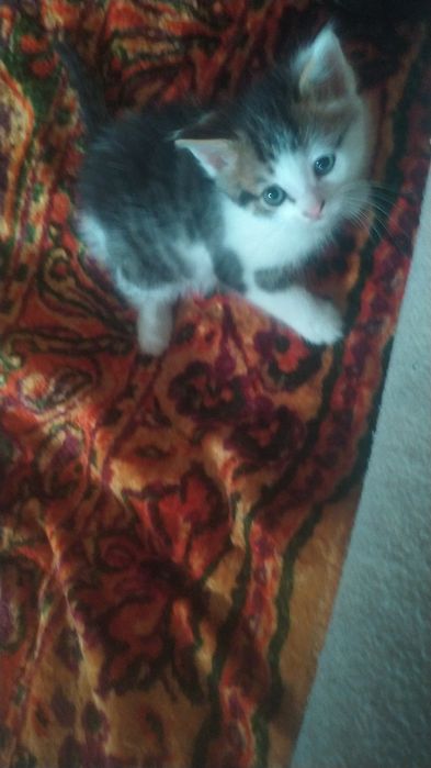 срочно отдам котят